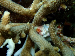 沖縄　ダイビング　慶良間　保全活動