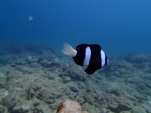 沖縄　ダイビング　ライセンス講習　慶良間　オープンウォーター