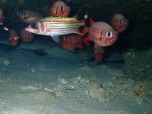 沖縄　ダイビング　ライセンス講習　慶良間　オープンウォーター