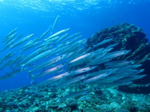 沖縄　ダイビング