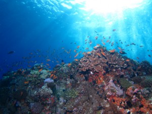 沖縄　ダイビング