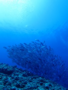 粟国島　ダイビング　ギンガメアジ