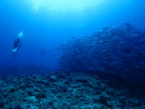 沖縄　ダイビング