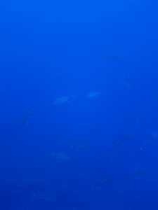 沖縄　ダイビング