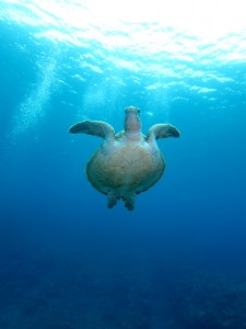 沖縄　ダイビング　アオウミガメ