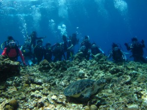 沖縄　ダイビング　慶良間　ＦＵＮ　体験　シュノーケリング