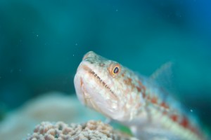 沖縄　ダイビング