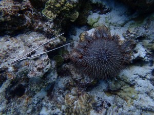 沖縄　ダイビング　慶良間　保全