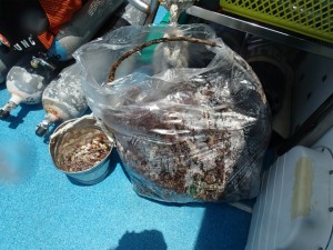 沖縄　ダイビング　慶良間　保全