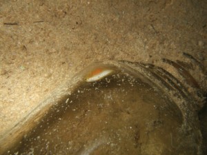 沖縄　ダイビング　ナカモトイロワケハゼ