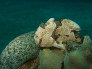 沖縄　ダイビング　イロカエルアンコウ