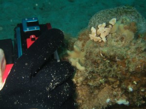 沖縄　ダイビング　イロカエルアンコウ