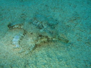 沖縄　ダイビング　ウミテング