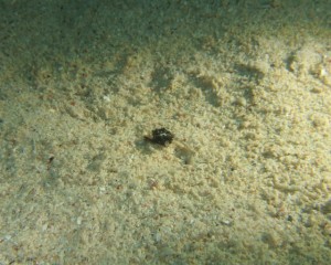 沖縄　ダイビング　ウミテングＹＧ