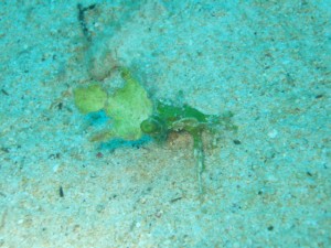 沖縄　ダイビング　コノハガニ