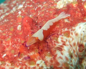 沖縄　ダイビング　ウミウシカクレエビ