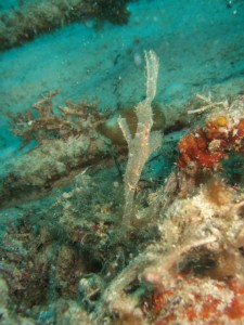 沖縄　ダイビング　カミソリウオ