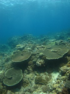 沖縄　ダイビング