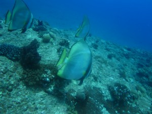 沖縄　ダイビング　アカククリ