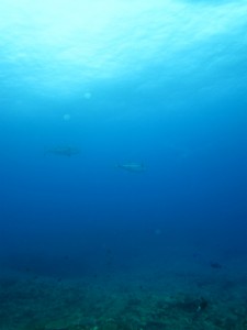 沖縄　ダイビング