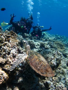 沖縄　ダイビング　慶良間　体験