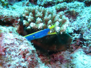 沖縄　ダイビング