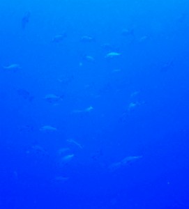 沖縄　ダイビング