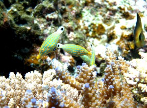 沖縄　ダイビング