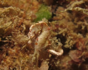 沖縄　ダイビング