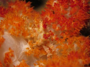 沖縄　ダイビング