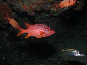 沖縄　ダイビング