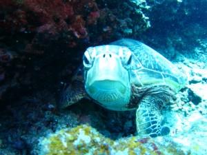 沖縄　ダイビング