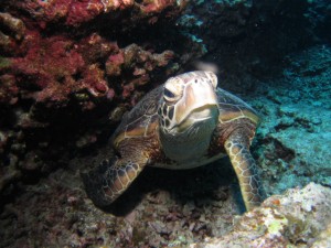 沖縄　ダイビング