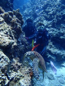 沖縄　ダイビング　慶良間　体験