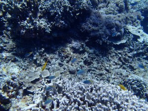 沖縄　ダイビング　慶良間　体験