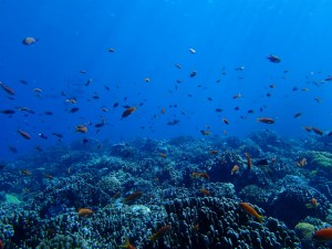 沖縄　ダイビング　慶良間　体験