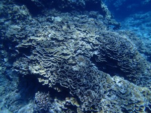 沖縄　ダイビング　慶良間　ＦＵＮ　ＡＯＷ講習　ＰＡＤ