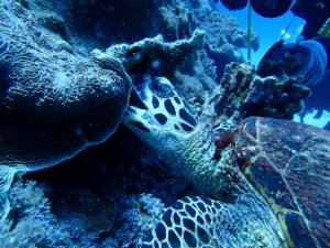 沖縄　ダイビング　慶良間　ＦＵＮ　ＡＯＷ講習　ＰＡＤ