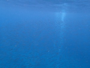 沖縄　ダイビング　砂辺　体験