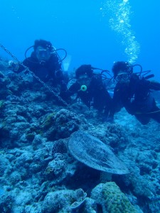 沖縄　ダイビング　ウミガメ