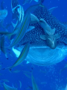 沖縄　ダイビング　ジンベエザメ　真栄田岬　体験ダイビング