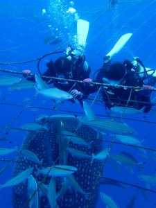 沖縄　ダイビング　ジンベエザメ　真栄田岬　体験ダイビング