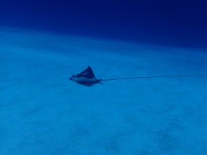 沖縄　ダイビング　慶良間　ＦＵＮ　体験