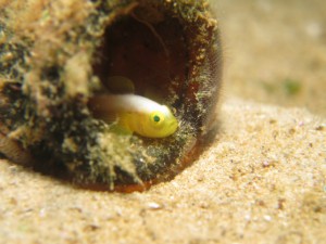 沖縄　ダイビング