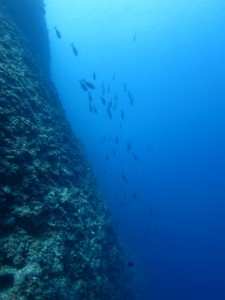 沖縄　ダイビング