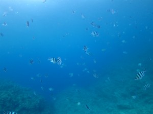 沖縄　ダイビング