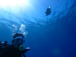 沖縄 ダイビング