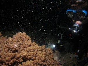 沖縄 ダイビング