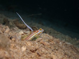 沖縄　ダイビング