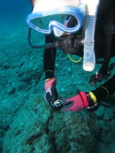 沖縄　ダイビング